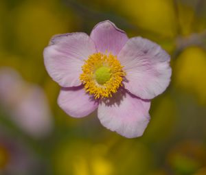 Preview wallpaper petals, flower, macro, pink, plant, blur