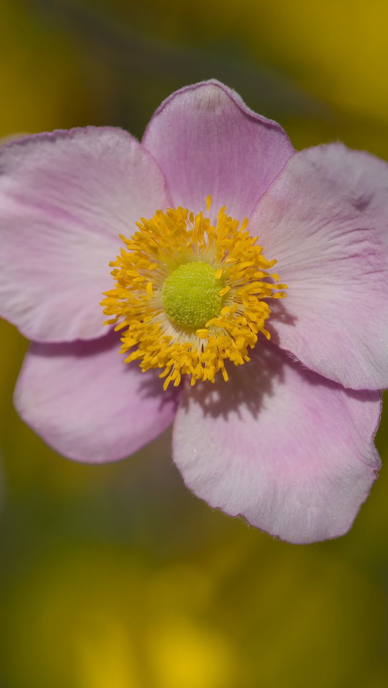 800x1420 Wallpaper petals, flower, macro, pink, plant, blur