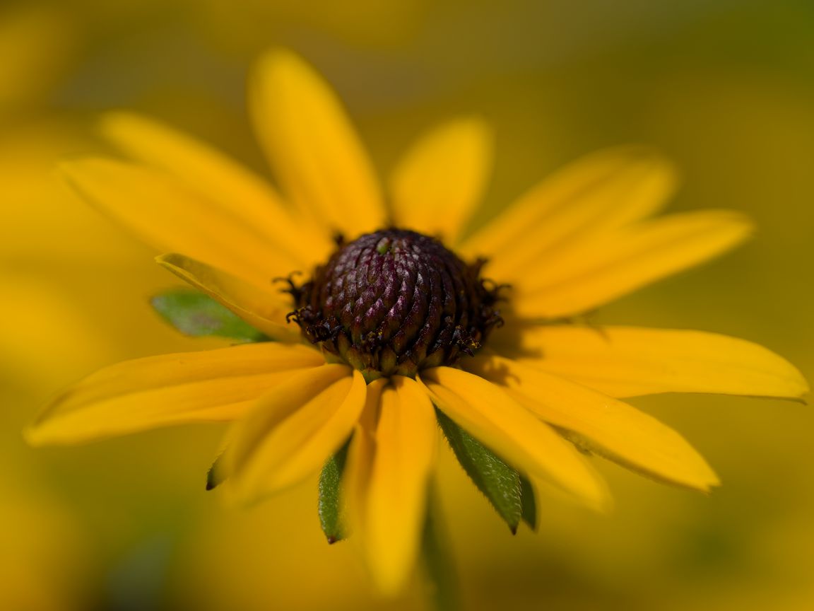 1152x864 Wallpaper petals, flower, macro, blur, yellow
