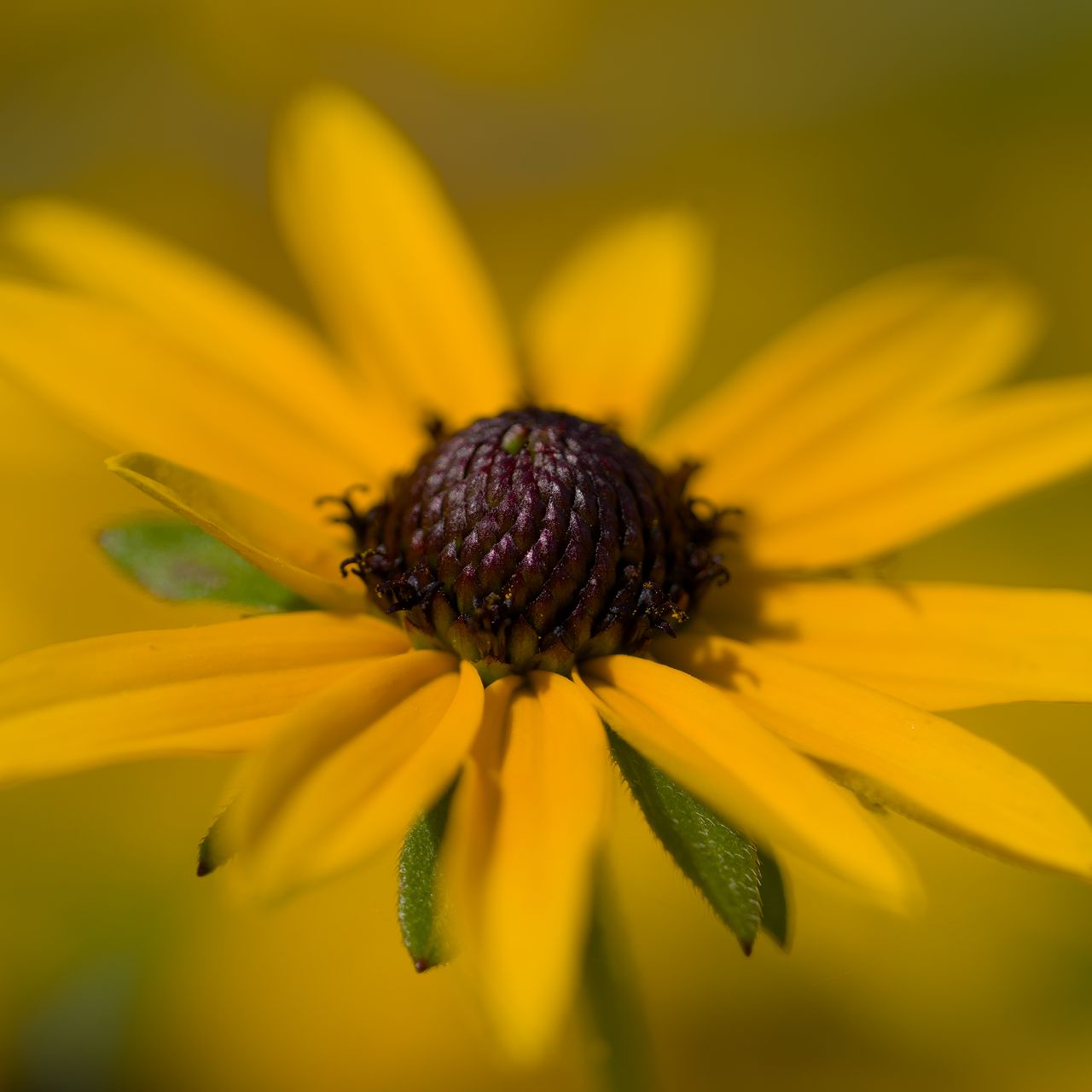 1280x1280 Wallpaper petals, flower, macro, blur, yellow