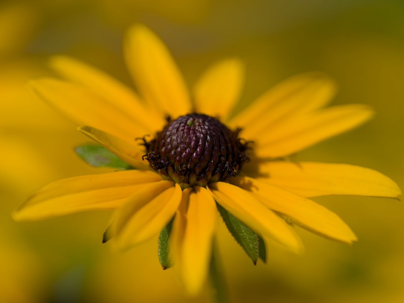 1400x1050 Wallpaper petals, flower, macro, blur, yellow