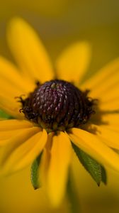 Preview wallpaper petals, flower, macro, blur, yellow