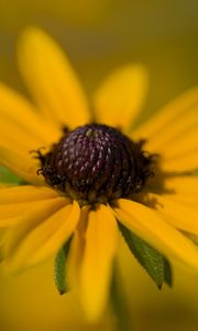 Preview wallpaper petals, flower, macro, blur, yellow