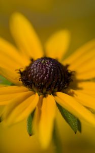 Preview wallpaper petals, flower, macro, blur, yellow