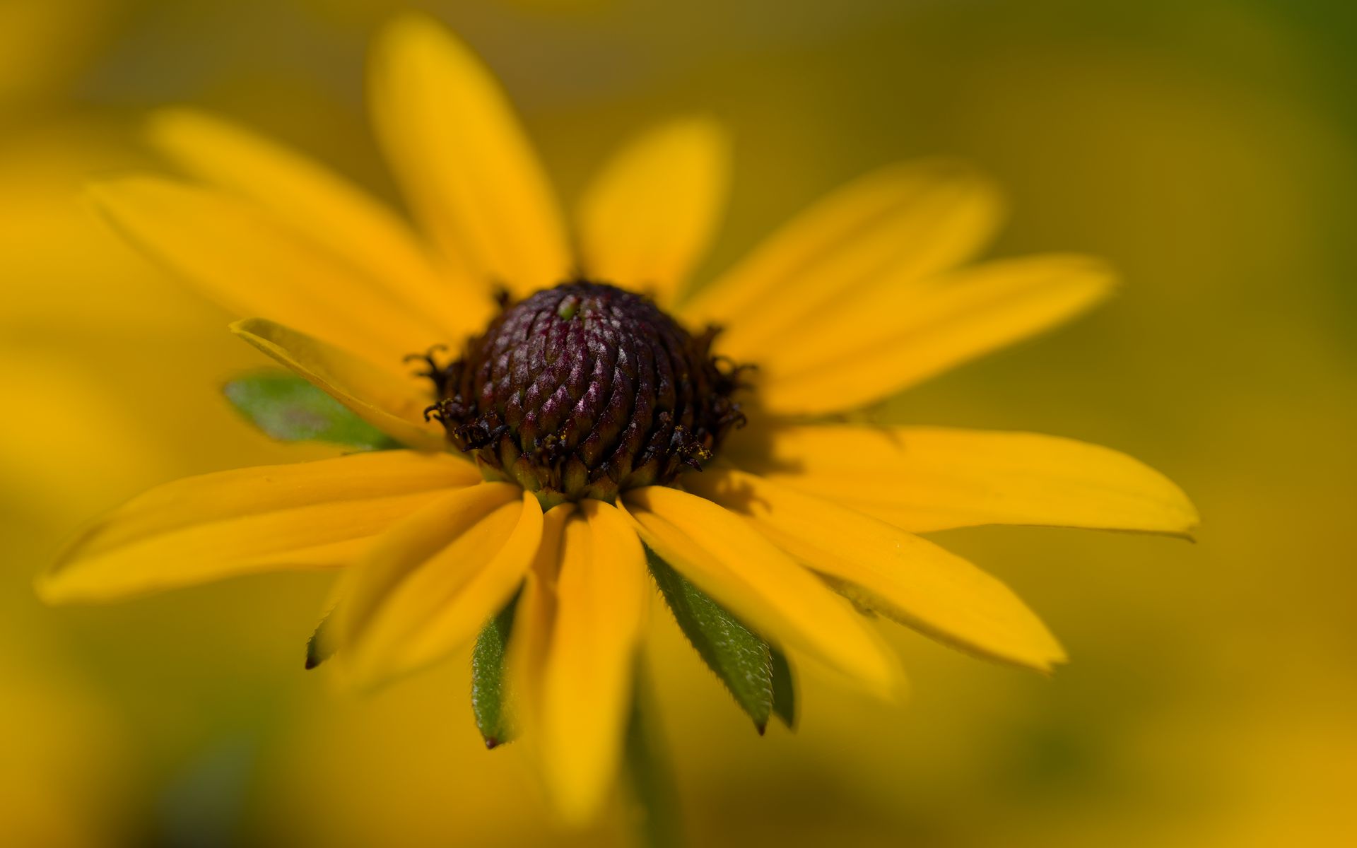 1920x1200 Wallpaper petals, flower, macro, blur, yellow