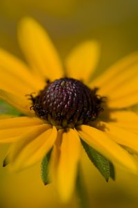 Preview wallpaper petals, flower, macro, blur, yellow