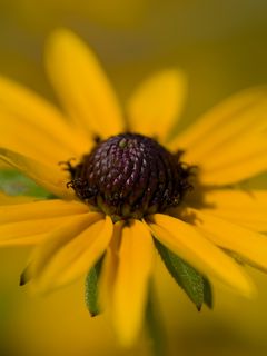240x320 Wallpaper petals, flower, macro, blur, yellow