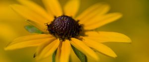 Preview wallpaper petals, flower, macro, blur, yellow