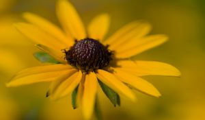 Preview wallpaper petals, flower, macro, blur, yellow