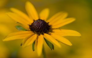Preview wallpaper petals, flower, macro, blur, yellow