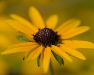 Preview wallpaper petals, flower, macro, blur, yellow