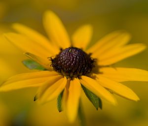 Preview wallpaper petals, flower, macro, blur, yellow