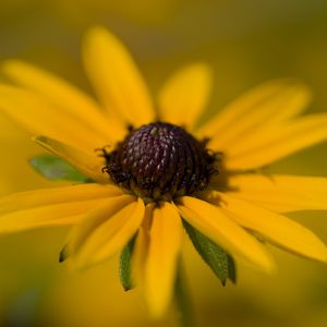 Preview wallpaper petals, flower, macro, blur, yellow