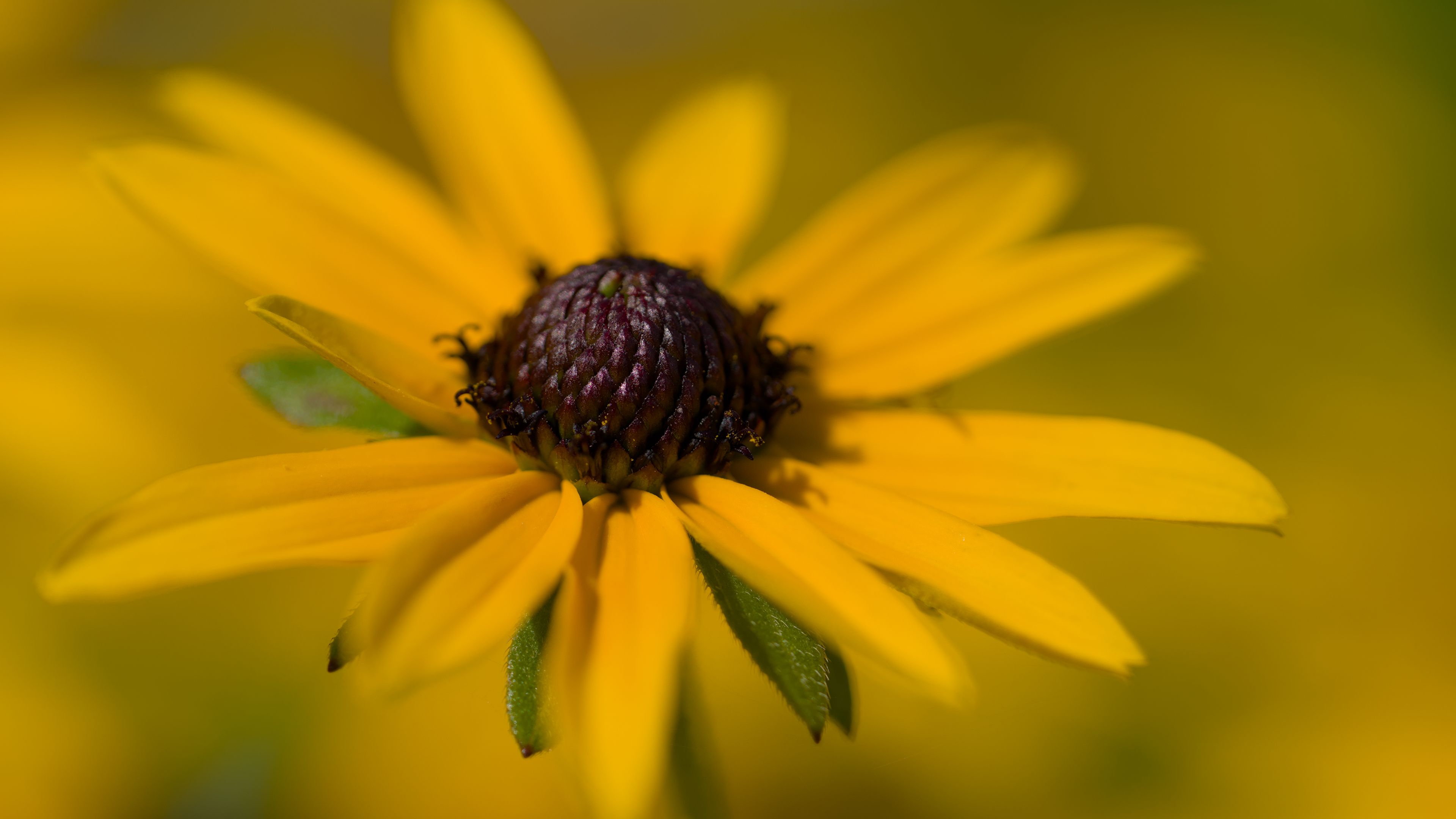 3840x2160 Wallpaper petals, flower, macro, blur, yellow
