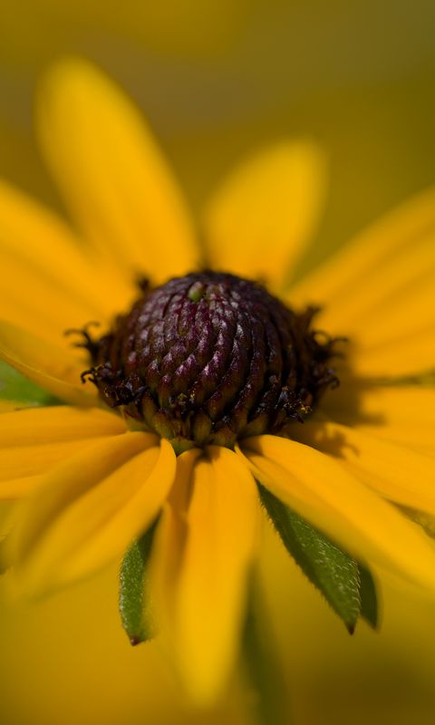 480x800 Wallpaper petals, flower, macro, blur, yellow