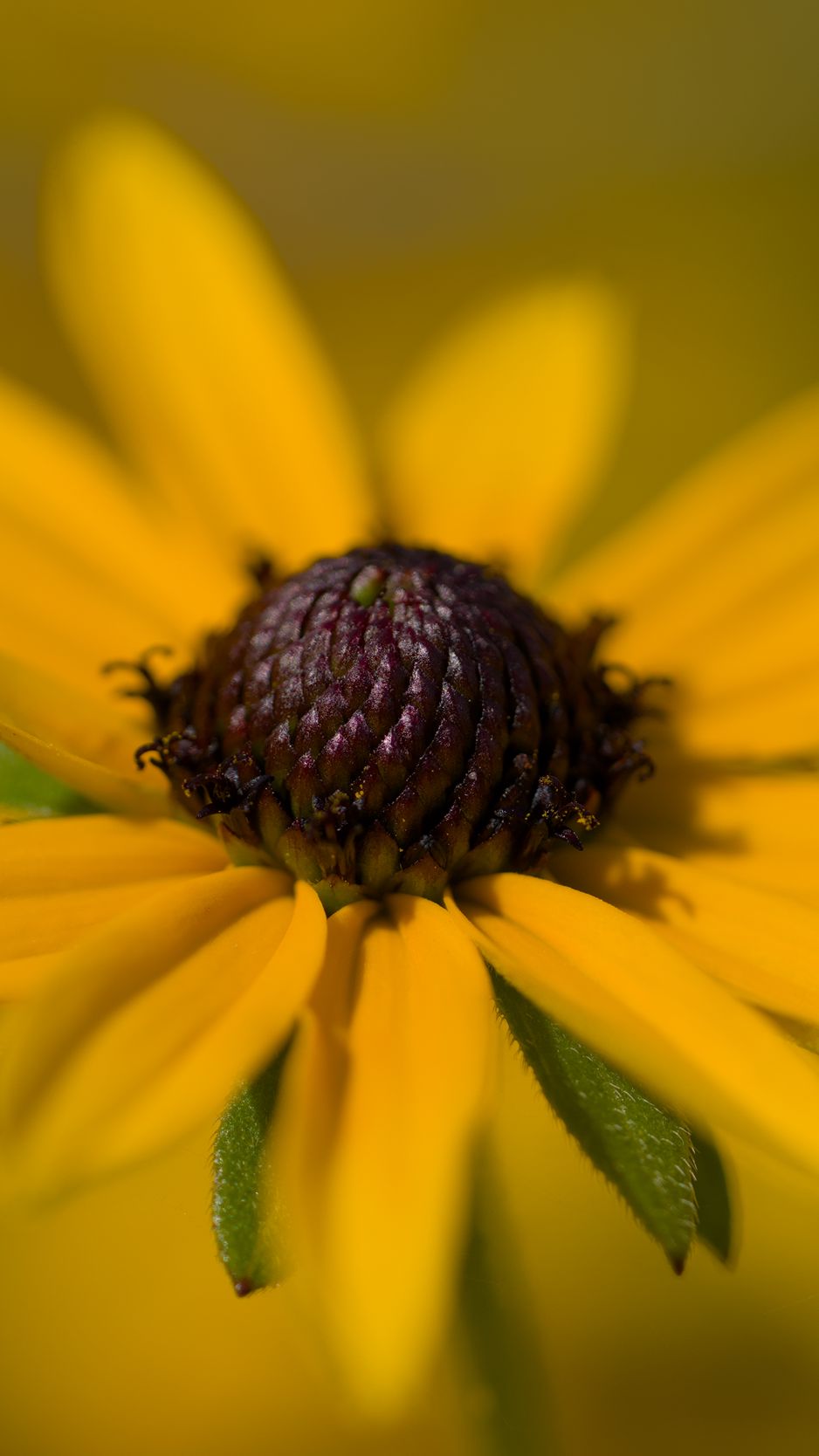 938x1668 Wallpaper petals, flower, macro, blur, yellow