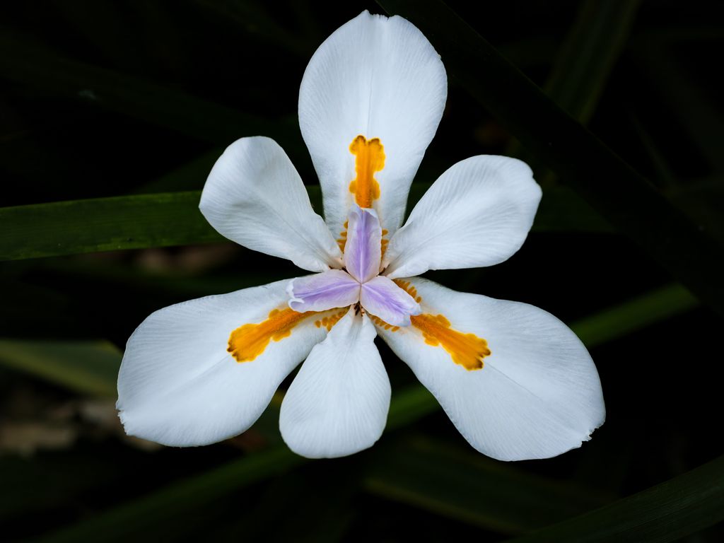 1024x768 Wallpaper petals, flower, macro, leaves, white, blur