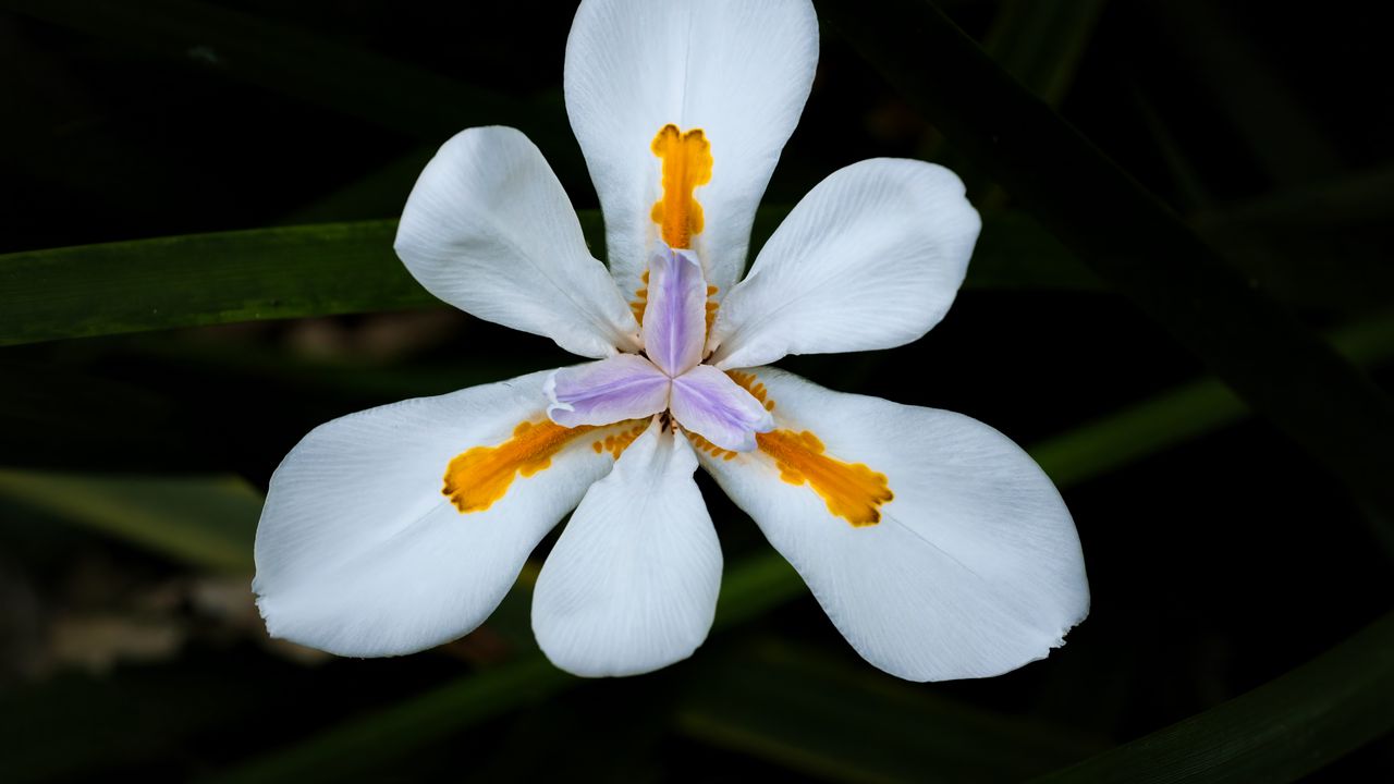 Wallpaper petals, flower, macro, leaves, white, blur