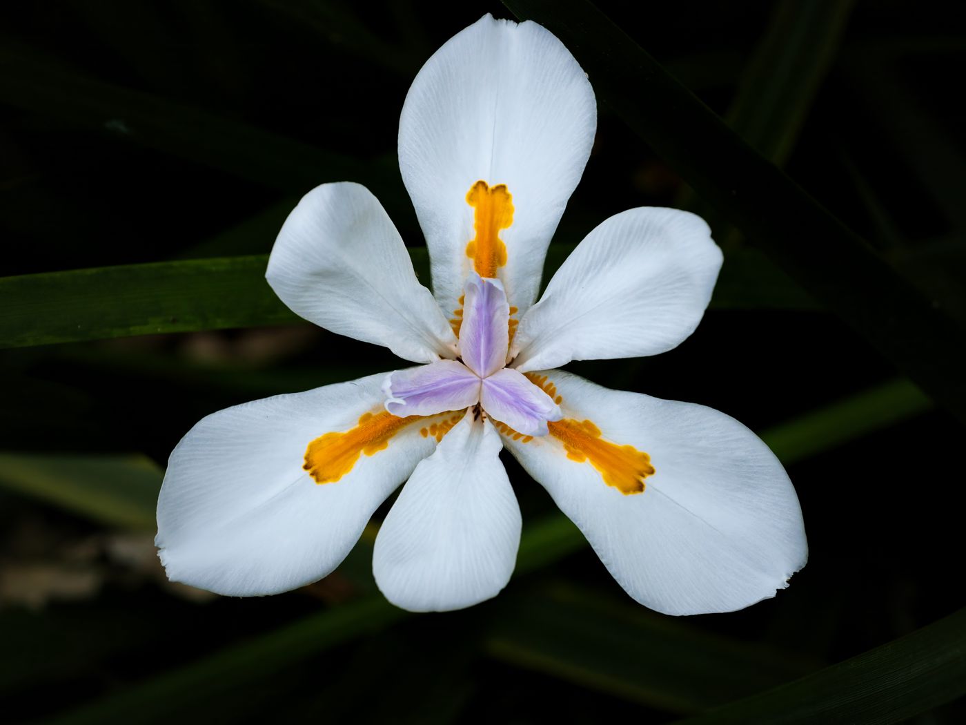 1400x1050 Wallpaper petals, flower, macro, leaves, white, blur