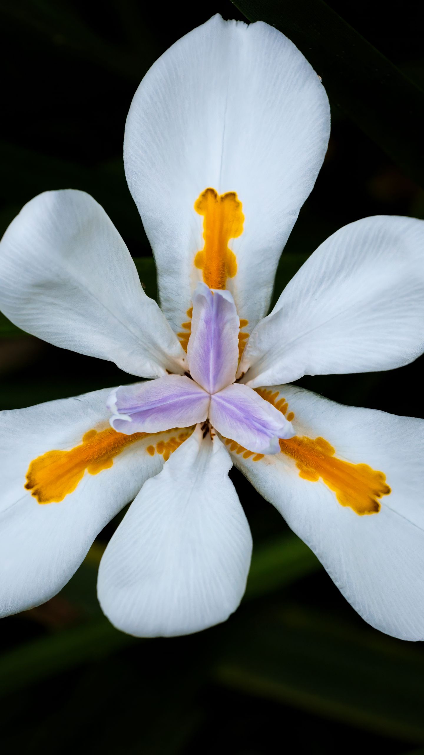 1440x2560 Wallpaper petals, flower, macro, leaves, white, blur