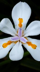 Preview wallpaper petals, flower, macro, leaves, white, blur