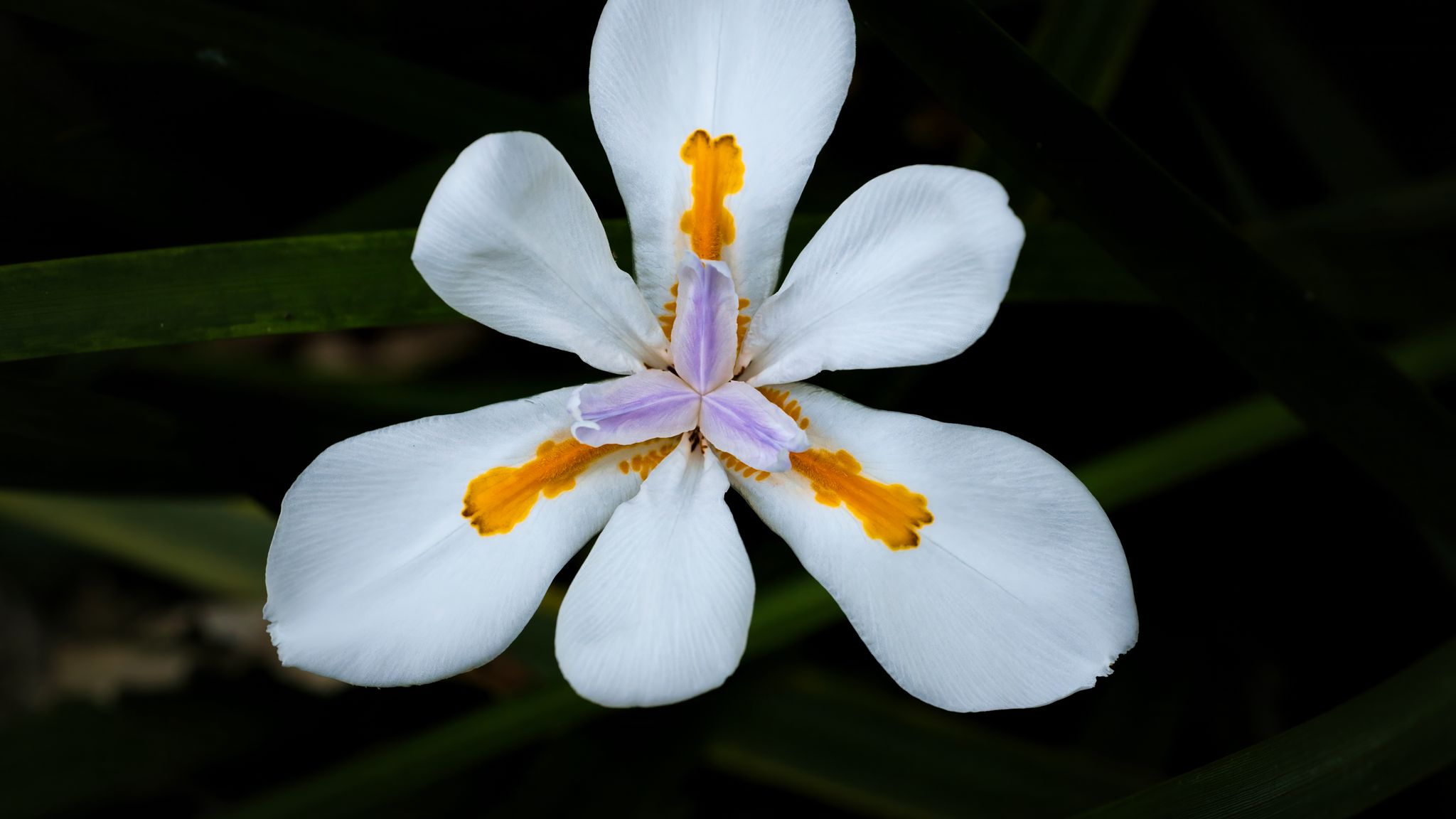 2048x1152 Wallpaper petals, flower, macro, leaves, white, blur