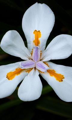 240x400 Wallpaper petals, flower, macro, leaves, white, blur