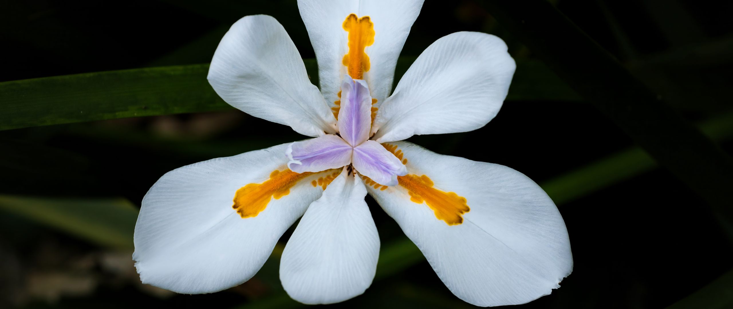 2560x1080 Wallpaper petals, flower, macro, leaves, white, blur