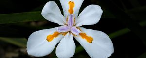 Preview wallpaper petals, flower, macro, leaves, white, blur
