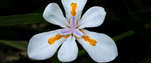 Preview wallpaper petals, flower, macro, leaves, white, blur