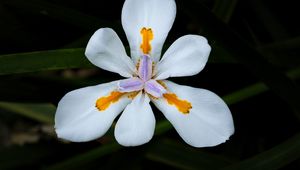 Preview wallpaper petals, flower, macro, leaves, white, blur