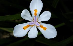 Preview wallpaper petals, flower, macro, leaves, white, blur