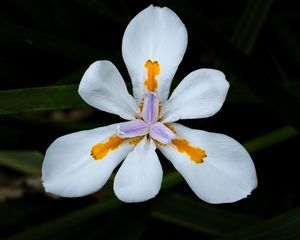 Preview wallpaper petals, flower, macro, leaves, white, blur