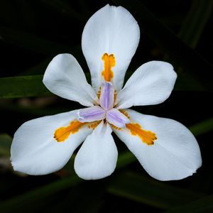 Preview wallpaper petals, flower, macro, leaves, white, blur