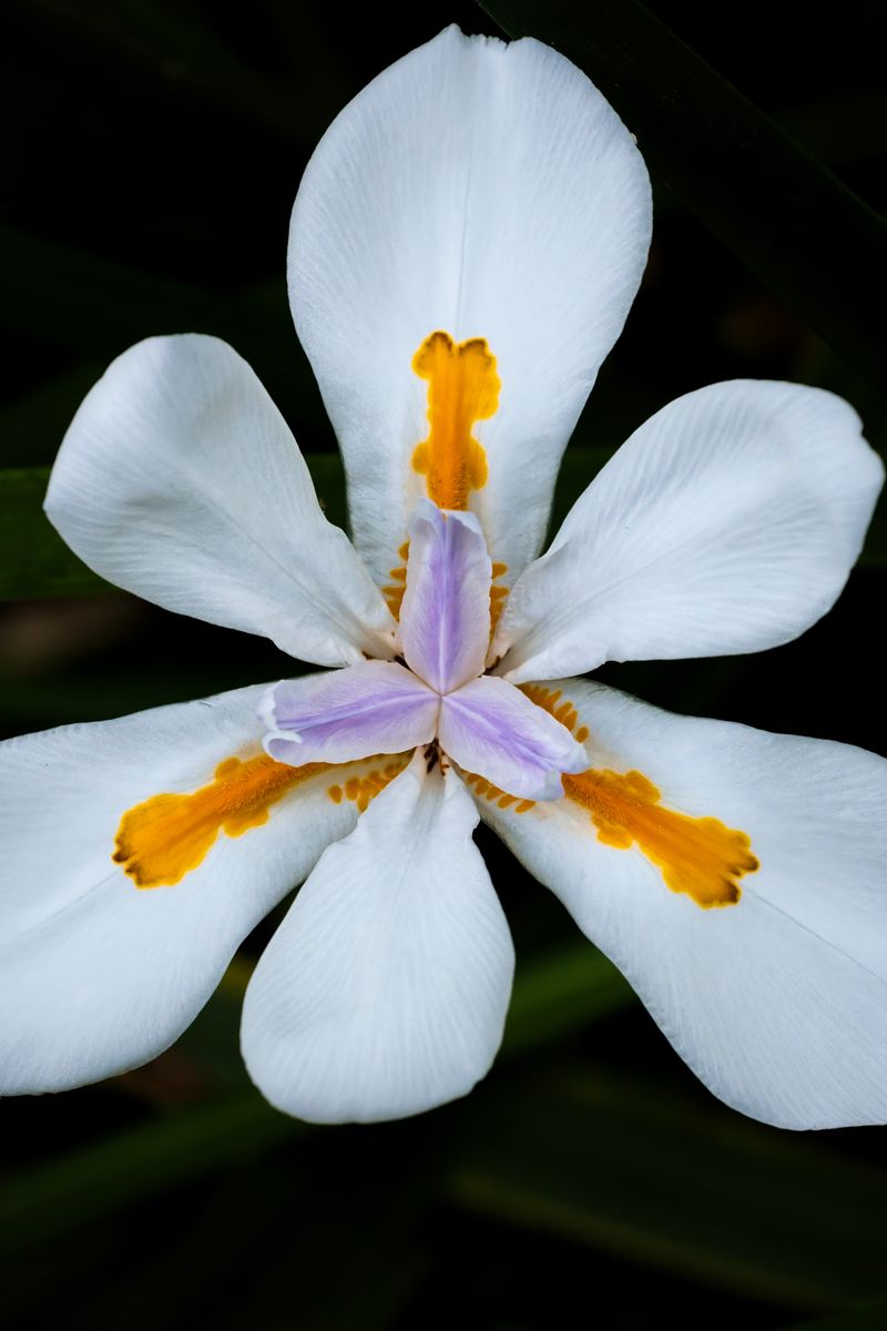 800x1200 Wallpaper petals, flower, macro, leaves, white, blur