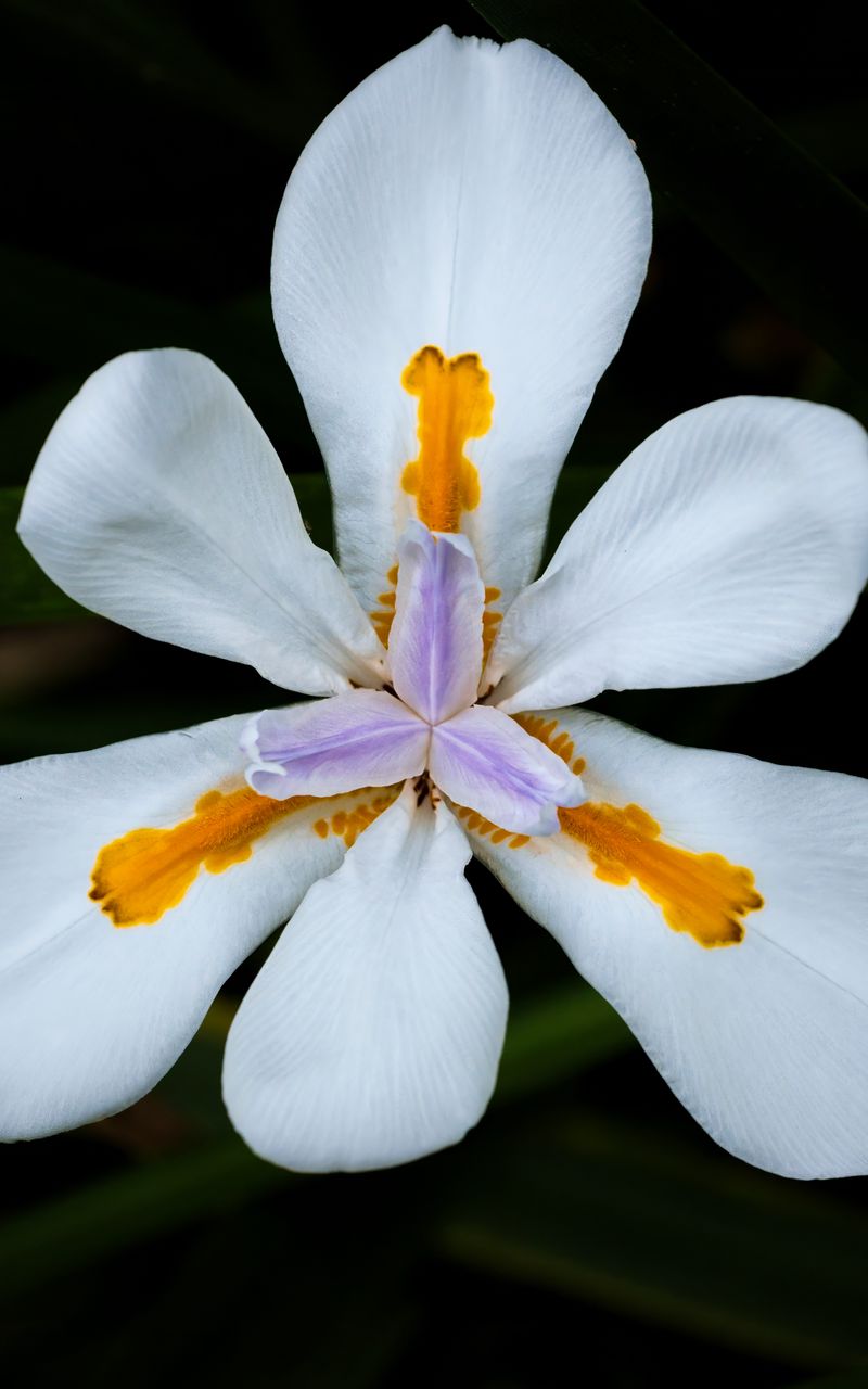 800x1280 Wallpaper petals, flower, macro, leaves, white, blur
