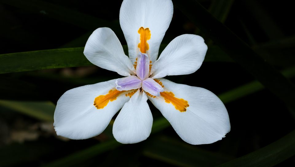 960x544 Wallpaper petals, flower, macro, leaves, white, blur