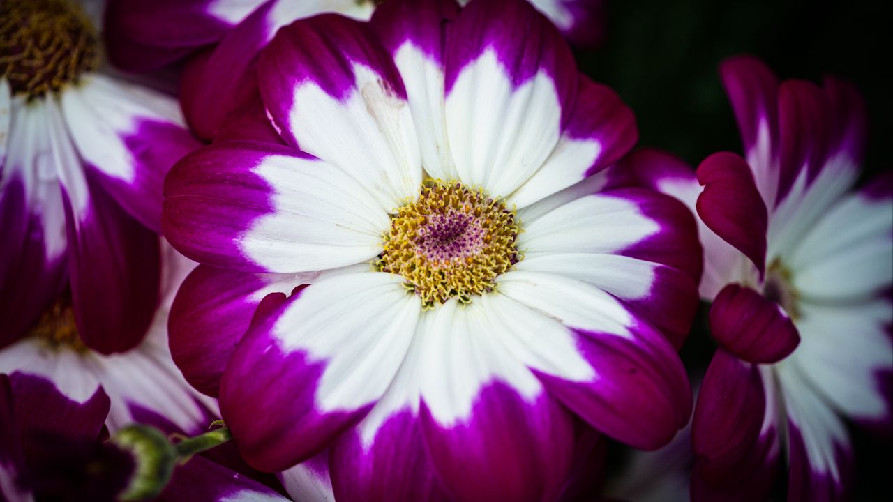 Wallpaper petals, flower, macro, plant