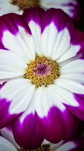 Preview wallpaper petals, flower, macro, plant