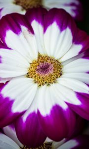 Preview wallpaper petals, flower, macro, plant