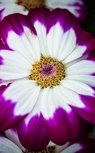 Preview wallpaper petals, flower, macro, plant