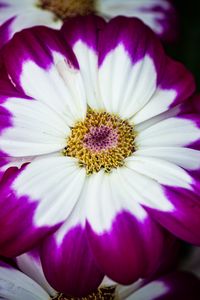 Preview wallpaper petals, flower, macro, plant
