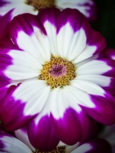 Preview wallpaper petals, flower, macro, plant