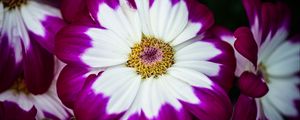 Preview wallpaper petals, flower, macro, plant