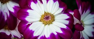 Preview wallpaper petals, flower, macro, plant