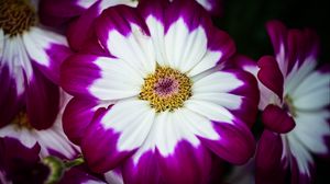 Preview wallpaper petals, flower, macro, plant
