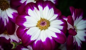 Preview wallpaper petals, flower, macro, plant