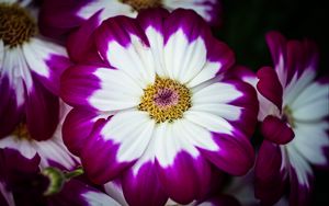 Preview wallpaper petals, flower, macro, plant