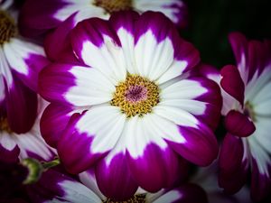 Preview wallpaper petals, flower, macro, plant