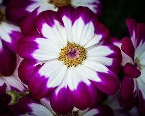 Preview wallpaper petals, flower, macro, plant